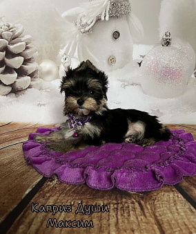 Мальчик йорктиз Максим ( документы НРКА)