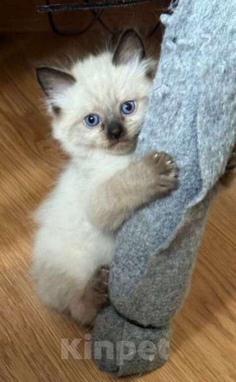 Кошки в Орле: Котенок девочка Девочка, 5 000 руб. - фото 1