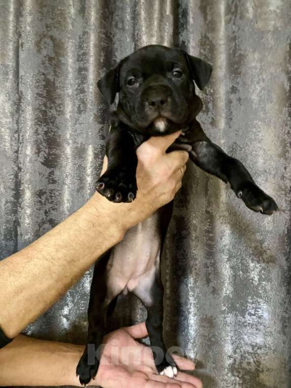 Собаки в других городах Московской области: Щенки питбультерьеры Девочка, 50 000 руб. - фото 1