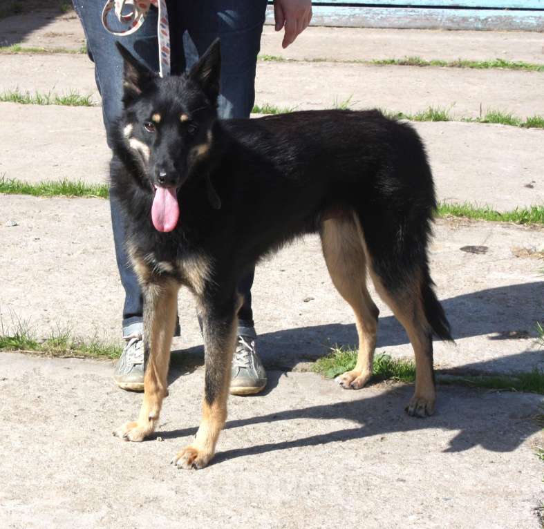 Собаки в Москве: Дружелюбный красавчик Лимончик ищет дом и любимую семью  Мальчик, Бесплатно - фото 8