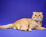 Кошки в Москве: Вислоухий кот в поисках семьи Мальчик, Бесплатно - фото 2