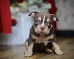 Собаки в Новосибирске: Щенки американского булли Девочка, 150 000 руб. - фото 3