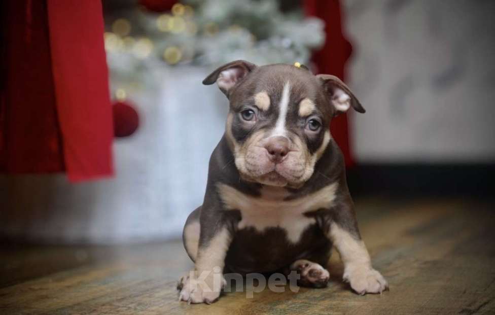 Собаки в Новосибирске: Щенки американского булли Девочка, 150 000 руб. - фото 3