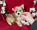 Собаки в Москве: Золотой йорк с голубыми глазами девочка Девочка, Бесплатно - фото 4
