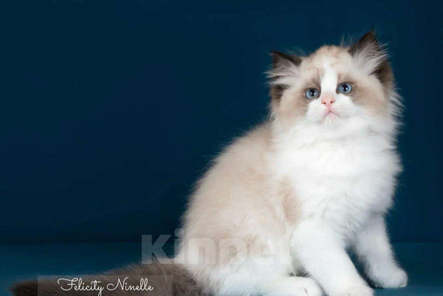 Кошки в Москве: Рэгдолл котята  Мальчик, 120 000 руб. - фото 9