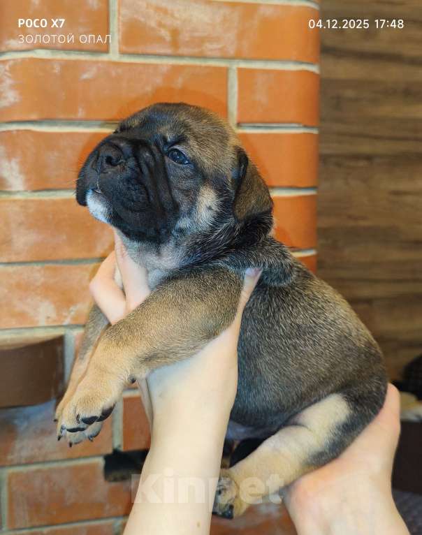 Собаки в Санкт-Петербурге: Кадебо щенки Мальчик, 70 000 руб. - фото 1