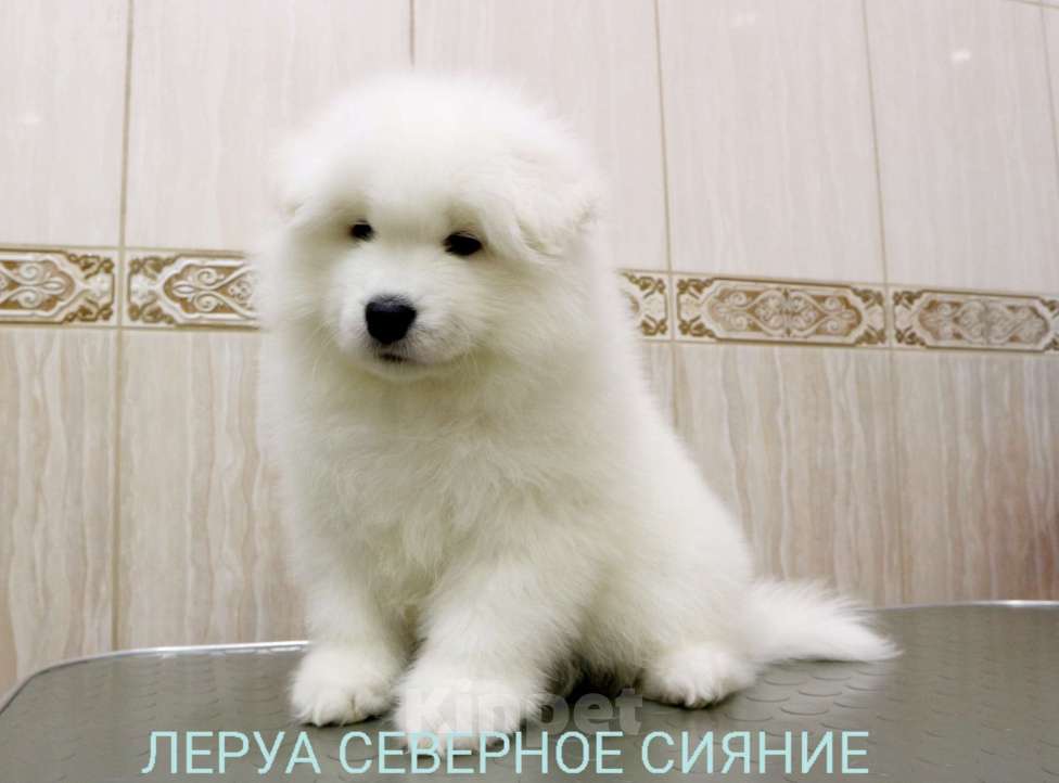 Собаки в Череповце: Щенок Самоедской Собаки, мальчик Мальчик, 80 000 руб. - фото 1