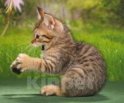 Кошки в Москве: эксклюзивные котята пиксибоба Девочка, 50 000 руб. - фото 10