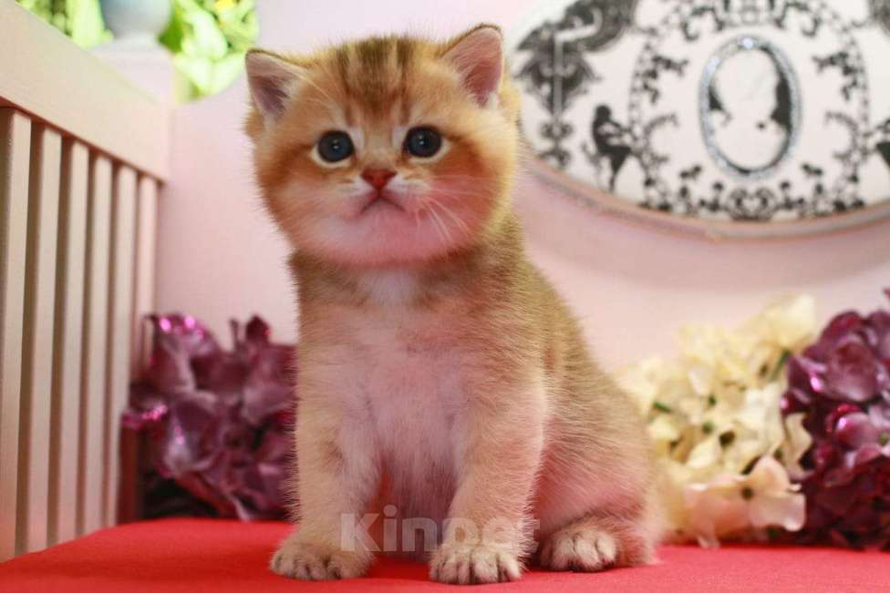 Кошки в Москве: Золотая красотка  Девочка, 30 000 руб. - фото 4