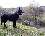 Собаки в Кисловодске: Мальчик вязка Кисловодск Мальчик, 1 руб. - фото 7