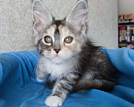 Кошки в Кяхте: Руби, 35 000 руб. - фото 4