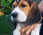 Собаки в Туле: Щенки бигль Мальчик, 20 000 руб. - фото 1