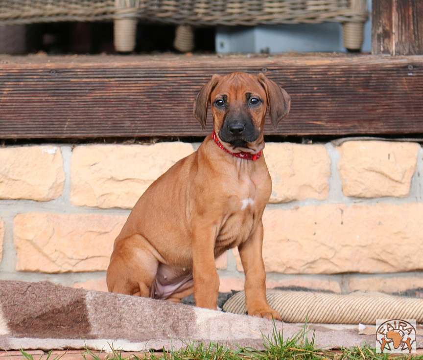 Собаки в Москве: Щенки родезийского риджбека Девочка, 50 000 руб. - фото 5