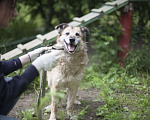 Собаки в Москве: Джуня Девочка, Бесплатно - фото 3