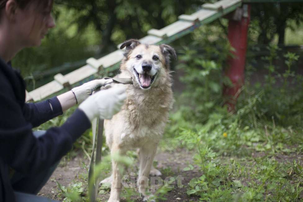 Собаки в Москве: Джуня Девочка, Бесплатно - фото 3