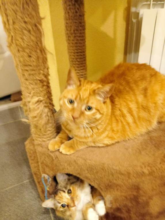 Кошки в Туле: Пропал Рыжий кот Мальчик, 1 руб. - фото 3