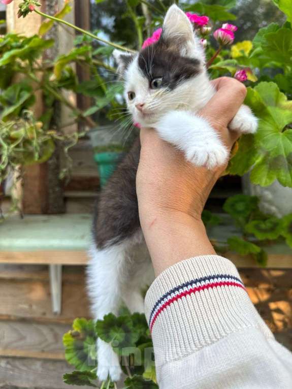 Кошки в Москве: Ласковый котёнок Бован в добрые руки Мальчик, Бесплатно - фото 5