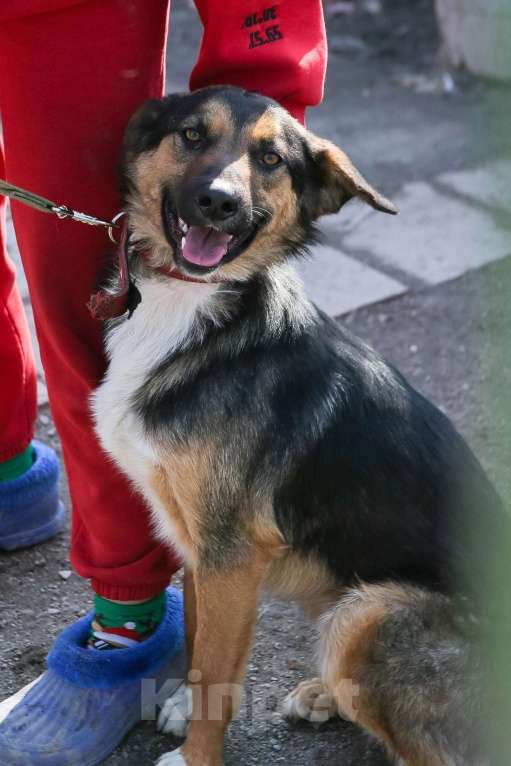 Собаки в Санкт-Петербурге: Отдам собаку бесплатно. Мальчик, Бесплатно - фото 9