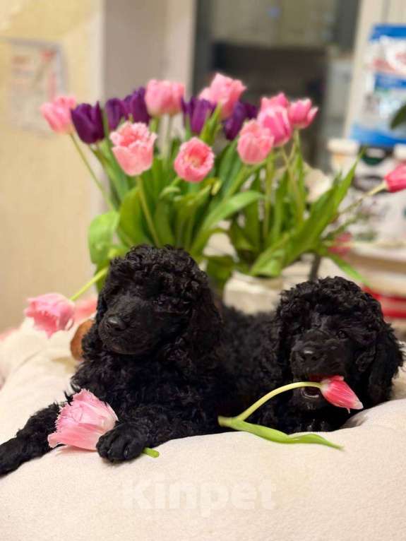 Собаки в Москве: Щенки Малого Пуделя Девочка, 90 000 руб. - фото 6