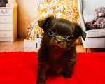Собаки в Санкт-Петербурге: Шоколадный мальчик  Мальчик, 80 000 руб. - фото 1
