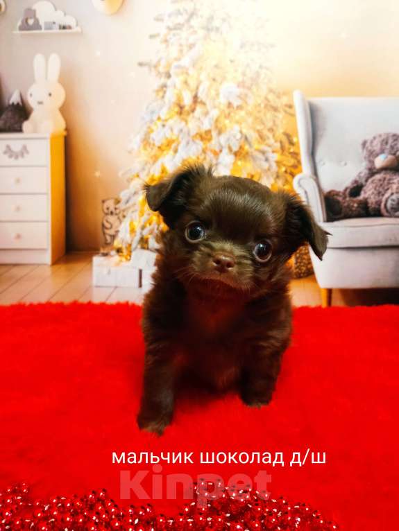 Собаки в Санкт-Петербурге: Шоколадный мальчик  Мальчик, 80 000 руб. - фото 1