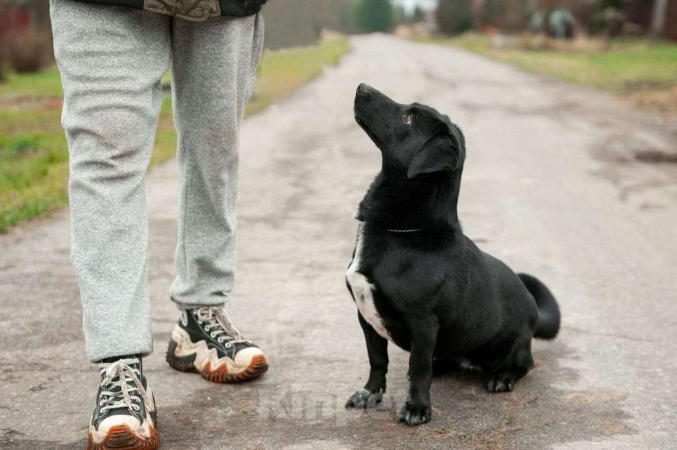 Собаки в Москве: Записка, дерево и брошенная такса — история Найды Девочка, Бесплатно - фото 4
