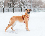 Собаки в Москве: Бриа - собака, которую Вы не забудете! В добрые руки Девочка, Бесплатно - фото 5