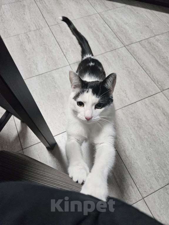 Кошки в Санкт-Петербурге: Отдам котика Кузю Мальчик, Бесплатно - фото 6