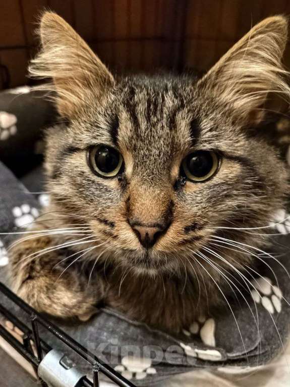 Кошки в Москве: Тимоха Мальчик, Бесплатно - фото 3