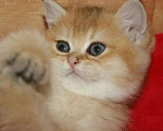 Кошки в Москве: Золотой прямоухий мальчик Мальчик, 30 000 руб. - фото 7