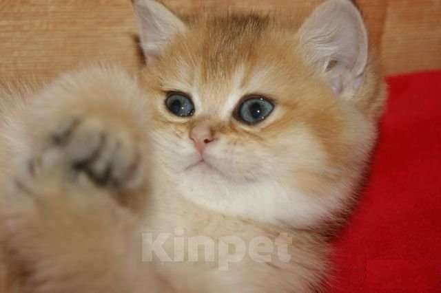 Кошки в Москве: Золотой прямоухий мальчик Мальчик, 30 000 руб. - фото 7