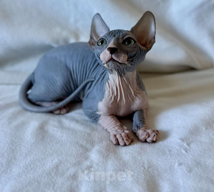 Кошки в Москве: Мальчик канадского сфинкса Мальчик, 45 000 руб. - фото 6