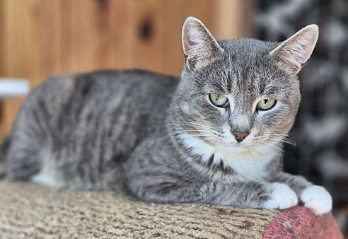 Плюшевый Томик подарит тепло и радость в новом доме