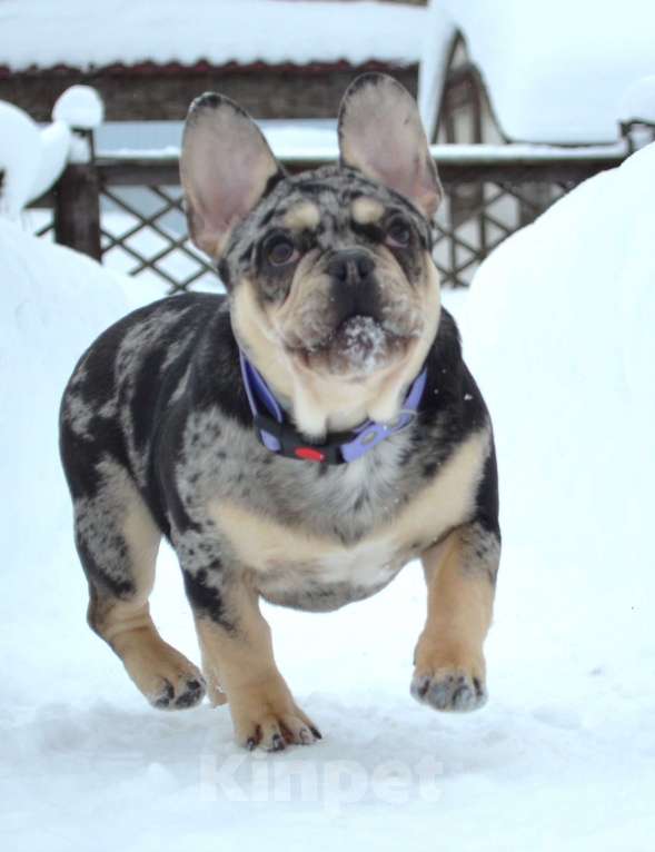 Собаки в Москве: Мраморный подрощенный малыш Мальчик, 65 000 руб. - фото 4