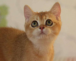 Кошки в Пятигорске: Шиншилла котёнок Девочка, 13 000 руб. - фото 1