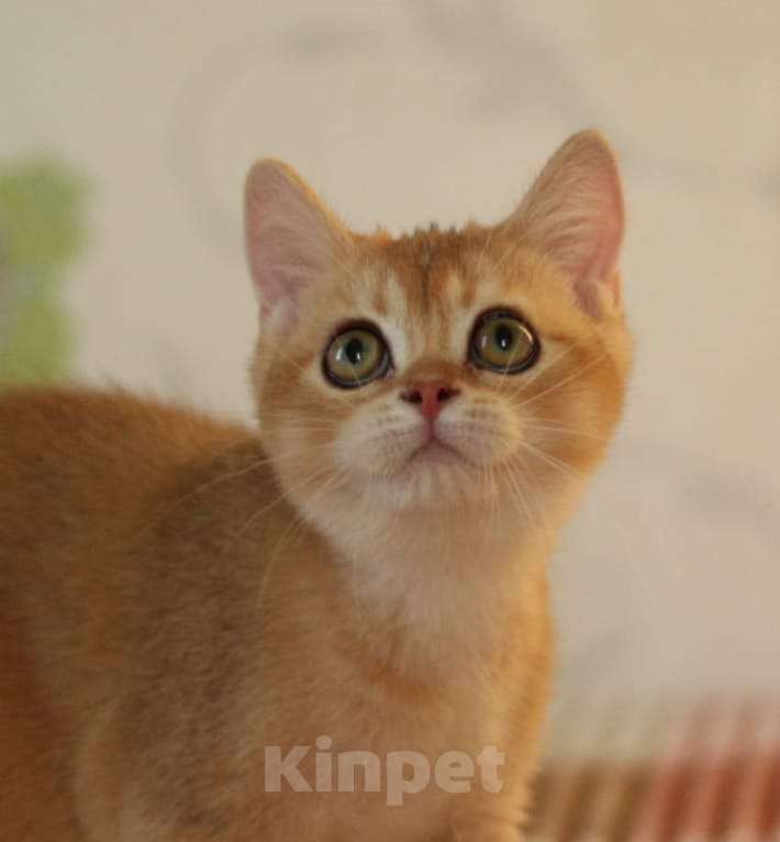 Кошки в Пятигорске: Шиншилла котёнок Девочка, 13 000 руб. - фото 1