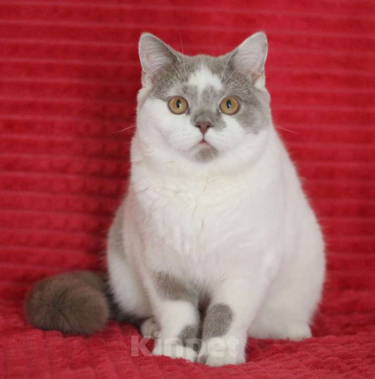 Кошки в Магнитогорске: Ollana Marshmallow  Девочка, Бесплатно - фото 1