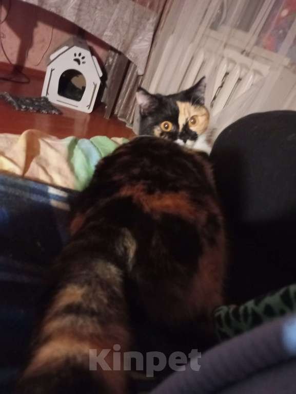 Кошки в Обнинске: Кошка домашняя Девочка, Бесплатно - фото 7