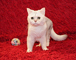 Кошки в Москве: Британский кот Маффин ищет дом! Мальчик, 1 руб. - фото 5
