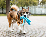 Собаки в Москве: Собака в добрые руки Мальчик, Бесплатно - фото 5