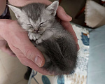 Кошки в других городах Московской области: Шотландский котенок девочка Девочка, 13 000 руб. - фото 8