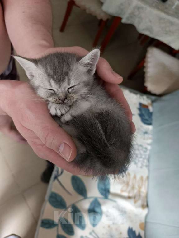 Кошки в других городах Московской области: Шотландский котенок девочка Девочка, 13 000 руб. - фото 8