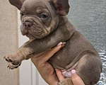 Собаки в Волгограде: Щенок французского бульдога  Мальчик, 110 000 руб. - фото 1