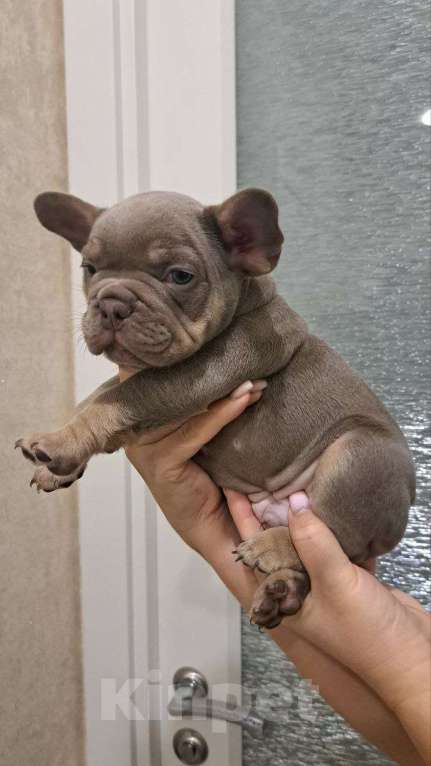 Собаки в Волгограде: Щенок французского бульдога  Мальчик, 110 000 руб. - фото 1