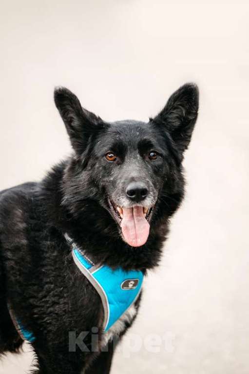 Собаки в Москве: Эля потеряла всех своих щенков в мороз Девочка, 1 руб. - фото 5