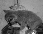 Кошки в Вышнем Волочке: Британский короткошёрстный котёнок Мальчик, 6 000 руб. - фото 1