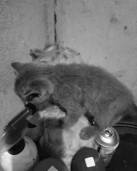 Британский короткошёрстный котёнок