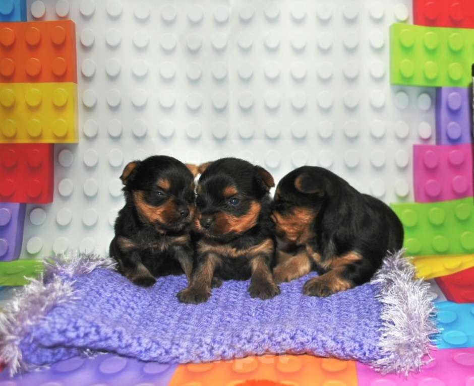 Собаки в Москве: Мальчик йорка стандарт Мальчик, 28 000 руб. - фото 2