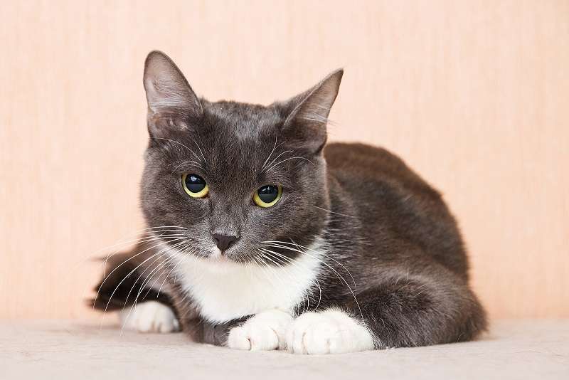 Кошки в Москве: Молодая комфортная кошечка Муся в добрые руки Девочка, Бесплатно - фото 6