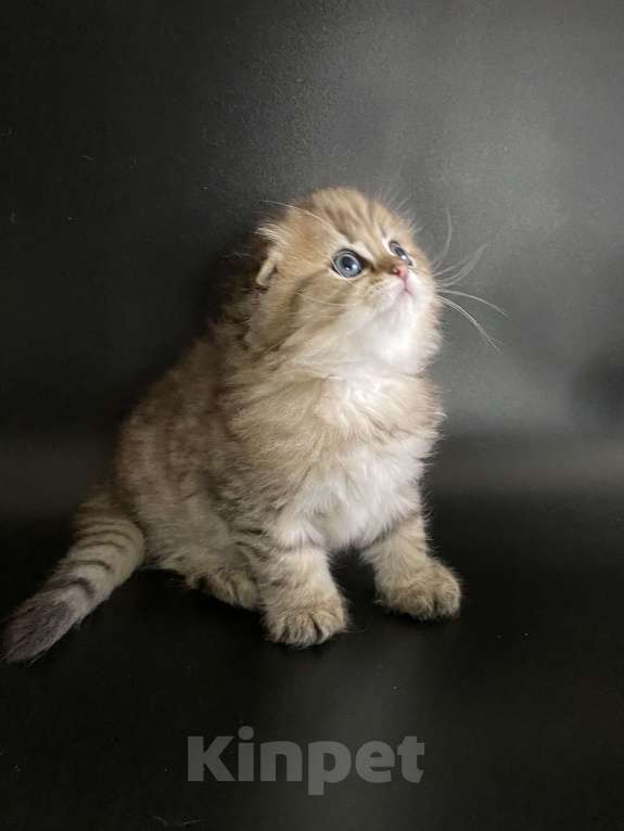 Кошки в Москве: Алан Мальчик, 45 000 руб. - фото 4